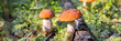 A forest edible brown cep porcini mushroom growing in a natural background. Karelia. Banner copy space for text