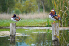 Two Male Mandarin Ducks On A Wooden Post In A Lake