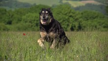 Slow Motion Of A Black Dog Running With Its Mouth Open In A Grass Field
