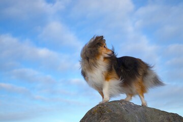 Sheltie dog (Canis lupus familiaris) standing on a rock and  looking back on the blue sky background