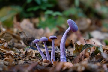 Canvas Print - Laccaria amethystina, commonly known as the 