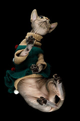 Canadian sphynx gray cat in a knitted green suit photographed from below on glass, against a black background