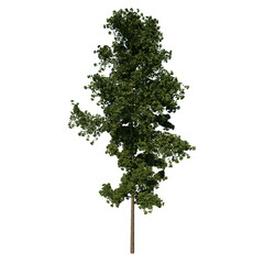 Front view tree ( Gingkgo Biloba tree 1 ) png