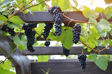 Red Varietal Wine Grape Clusters On The Vine. Growing Grapes On A Pergola. Concept Of Home Winemaking.