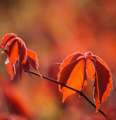 Wall Mural - red autumn leaves