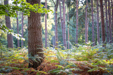 A tree in the autumn forest surrounded by ferns