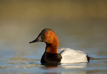 canvasback drake in full breeding plumage afloat on chesapeake bay tributary in beautiful golden hou
