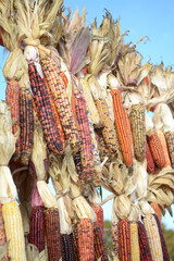 Poster -  Indiana dry corns