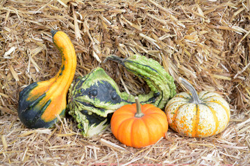 Wall Mural - Mix acorns and mini pumpkins