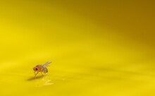 Macro Of A Single Fruit Fly Caught On A Sticky Paper Trap