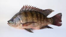 Close-up Of Tilapia On A White Background