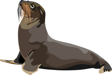 Seals Sea Mammal Animal Vector Illustration