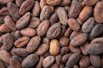 Wall Mural - Flat background of cocoa beans. Close up shot of harvested cocoa beans before making cocoa powder