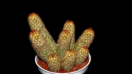 Wall Mural - Isolated Mammilaria elongata cactus on black background. Potted Lady finger cactus clump with red spines