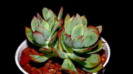 Wall Mural - Isolated Echeveria clump with red tip on black background. Potted succulent plant with red tipped leaves