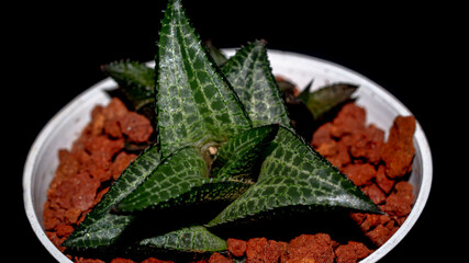 Wall Mural - Isolated Haworthia on dark background. Potted Haworthia with beautiful pattern