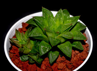 Wall Mural - Isolated green Haworthia plant on dark background. Potted Haworthia in detail