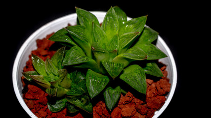 Wall Mural - Isolated green Haworthia plant on dark background. Potted Haworthia in detail