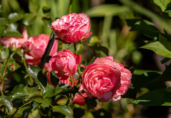 Wall Mural - Red Roses on the Branch in the Garden