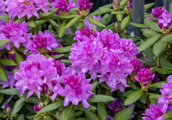 Poster - Beautiful blooming pink azalea flowers in garden