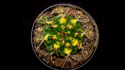 Wall Mural - Gymnocalycium mihanovichi 