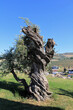 An old olive tree on the hill.