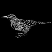 Northern Flicker Hand Drawing. Vector Illustration Isolated On Black Background.