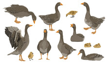 Greylag Goose Set. The Gray Domestic Goose Stands, Looks For Food, Takes Off And Swims. Geese And Goslings. Farm Birds, Realistic Vector Animal