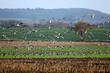 Black field goose, bramble geese