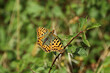 The Queen of Spain butterfly (Issoria lathonia)