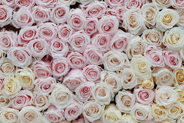  Pink and white roses in patterns as background.