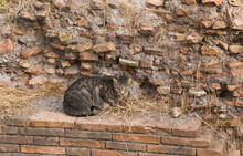 Portrait Of Cat Living In The Cats Sanctuary Of Largo Di Torre Argentina In Rome Lazio Italy