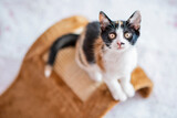Fototapeta Lawenda - Mały, uroczy kotek