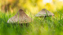 Two Giant Parasol Mushrooms In The Grass


