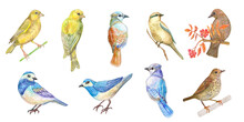 Collection Of Cute Little Birds. A Yellow Bird Standing On A Twig. Back View Of Birds. A Brown Bird Sitting On A Branch Of A Rowan Tree. A Set Of Nice Bluebirds. Watercolor Painting. Png