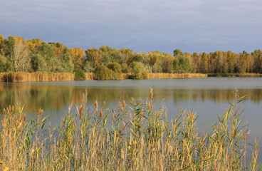 Wall Mural - cane on autumn lake