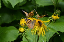 Butterflies On Flowers. Vanessa Cardui On Yellow Flowers.