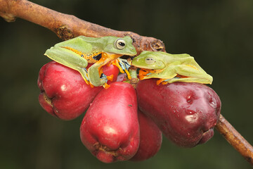 Wall Mural - Two green tree frogs prepare to mate on a branch of a pink Malay apple tree covered in fruit. This amphibian has the scientific name Rhacophorus reinwardtii.