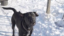 Large Black Dog Breed Cane Corso Tethered Barks In Winter. Floating Focus, Defocus
