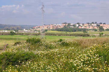 Canvas Print - Meadows in Sevilla