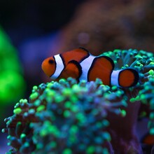 False percula clownfish swimming around blue and green anemones