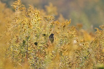 Beautiful Bird Perched in Gold the PA Wilds Pennsylvania Benezette 