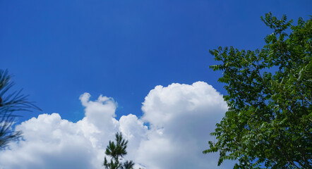 Canvas Print - Blue sky behind pine branches