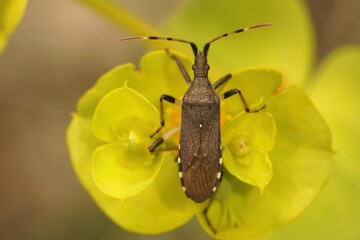 Canvas Print - Closeup on the smooth Euphorbia bug, Dicranocephalus albipes, on it's hostplant