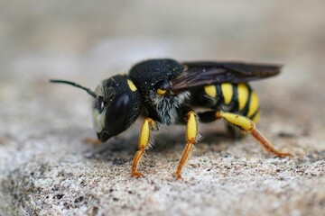 Poster - Closeup on a male small Black-tailed, Small-Woolcarder solitary bee, Pseudoanthidium melanurum