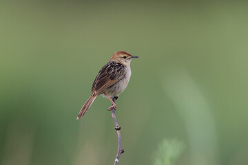 Wall Mural - Levaillant's Cisticola, Pilanesberg National Park, South Africa