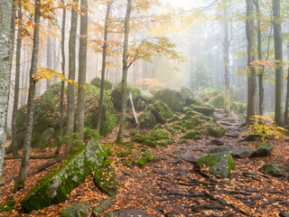 Canvas Print - bayerischer wald