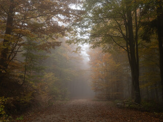 Canvas Print - bayerischer wald