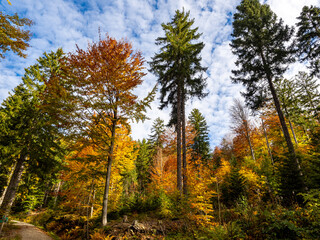 Poster - bayerischer wald