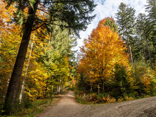 Canvas Print - bayerischer wald